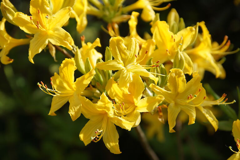 Rhododendron luteum