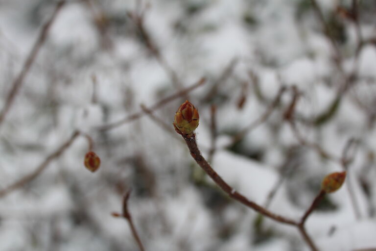 Rhododendron luteum Winter