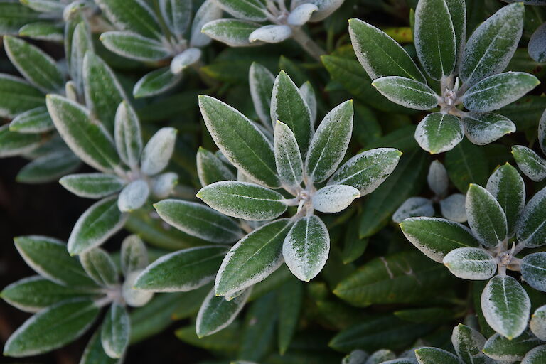 Rhododendron yakushim