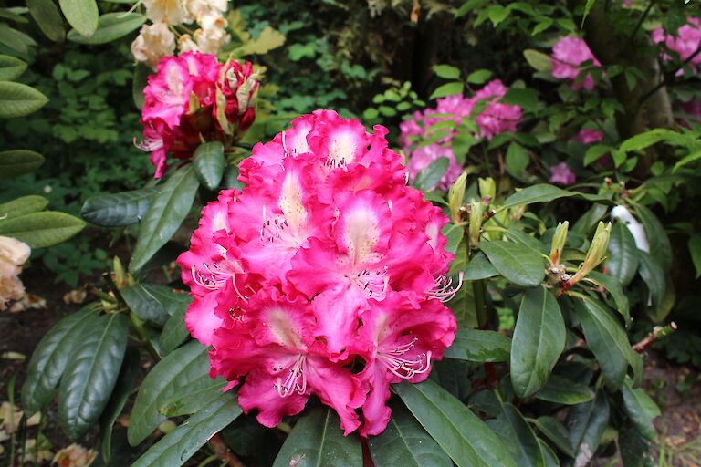 Rhododendron Berlinale