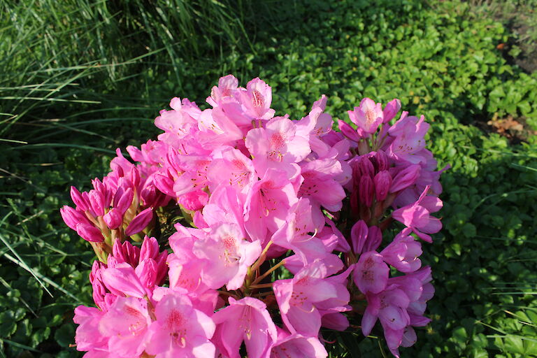 Rhododendron Graziella