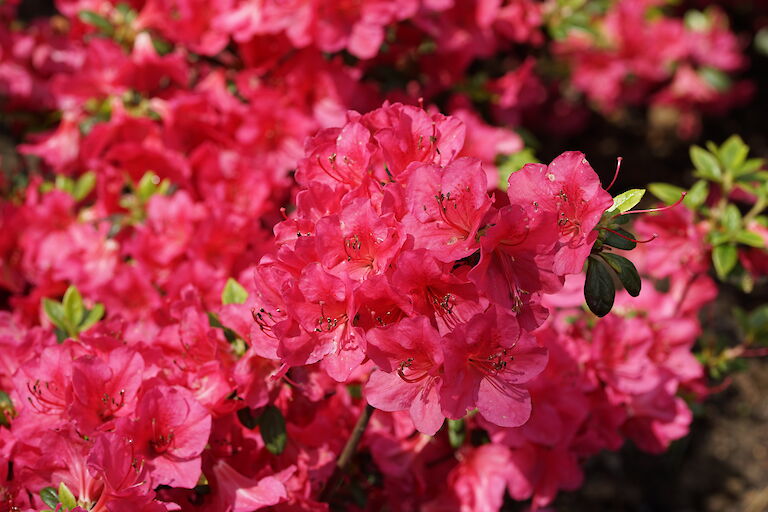 Rhododendron obtusum Allotria