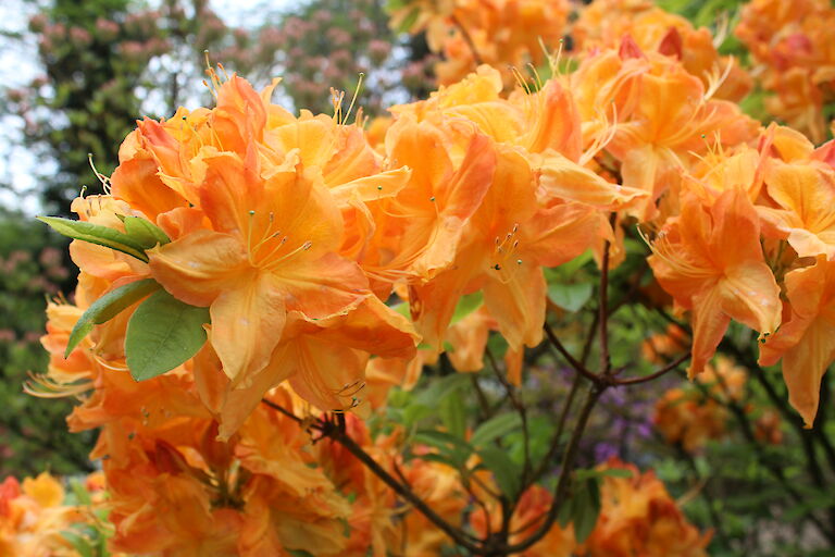 Rhododendron 'Gold Dust'