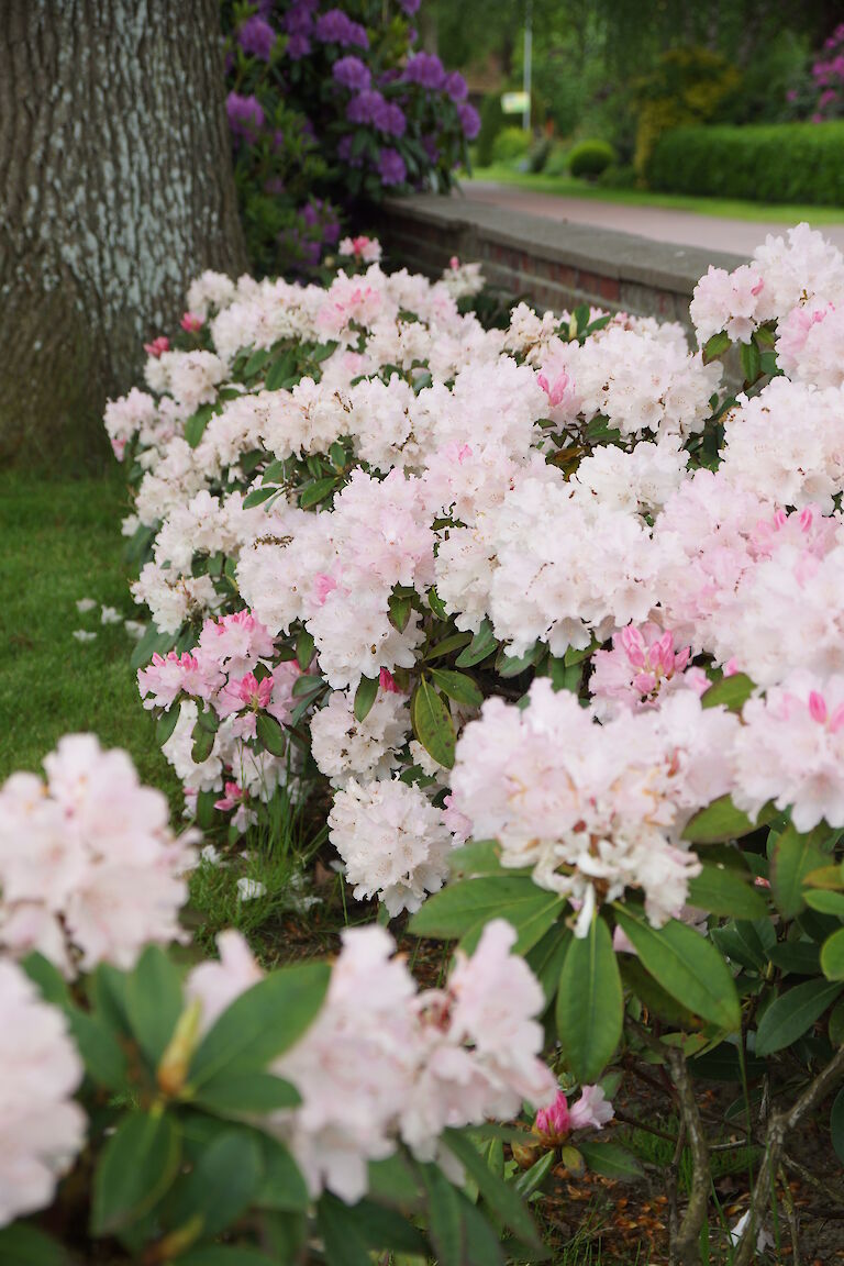 Rhododendron yakushimanum Dreamland Hecke