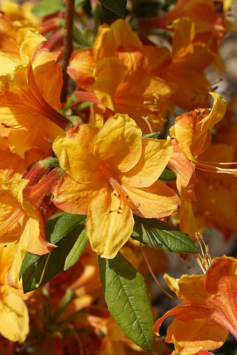 Rhododendron luteum Golden Eagle