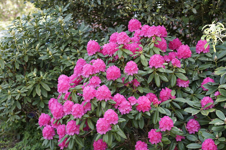 Rhododendron Catharine van Thol