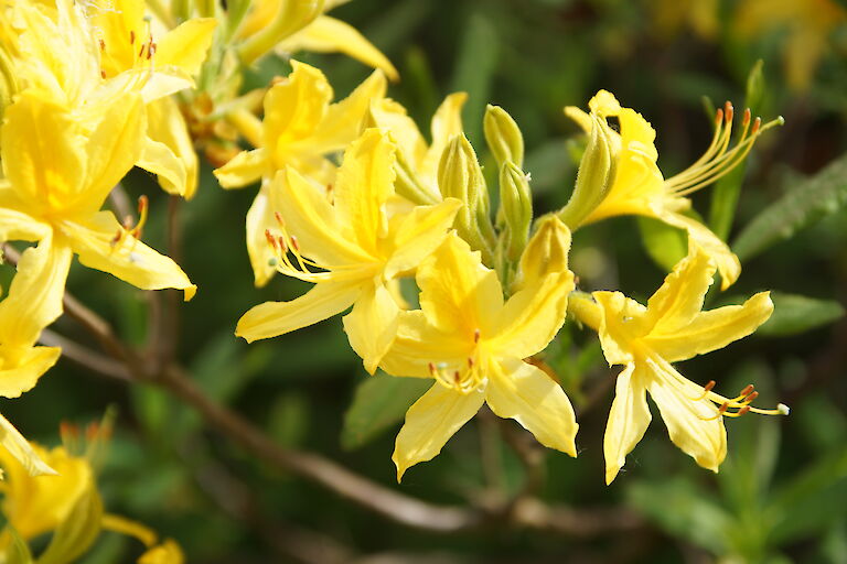 Rhododendron luteum