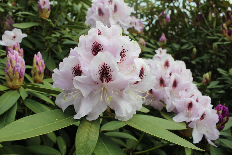 Rhododendron Hybr. 'Calsap'