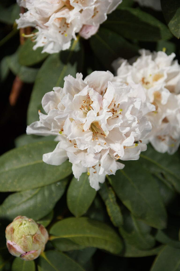 Rhododendron 'Cunodoxa'