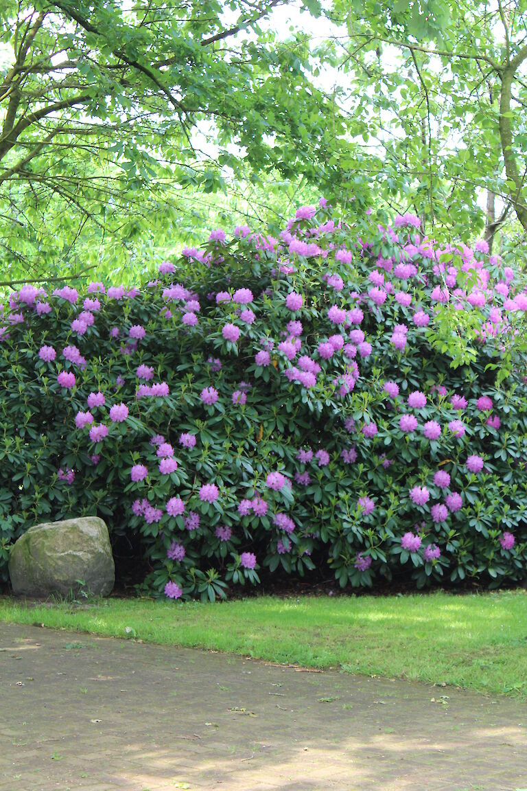 Rhododendron Park