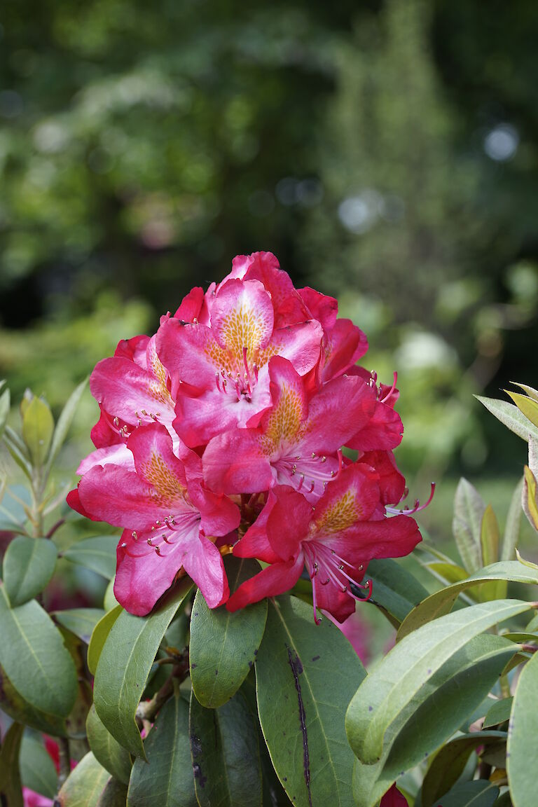 Rhododendron Junifeuer