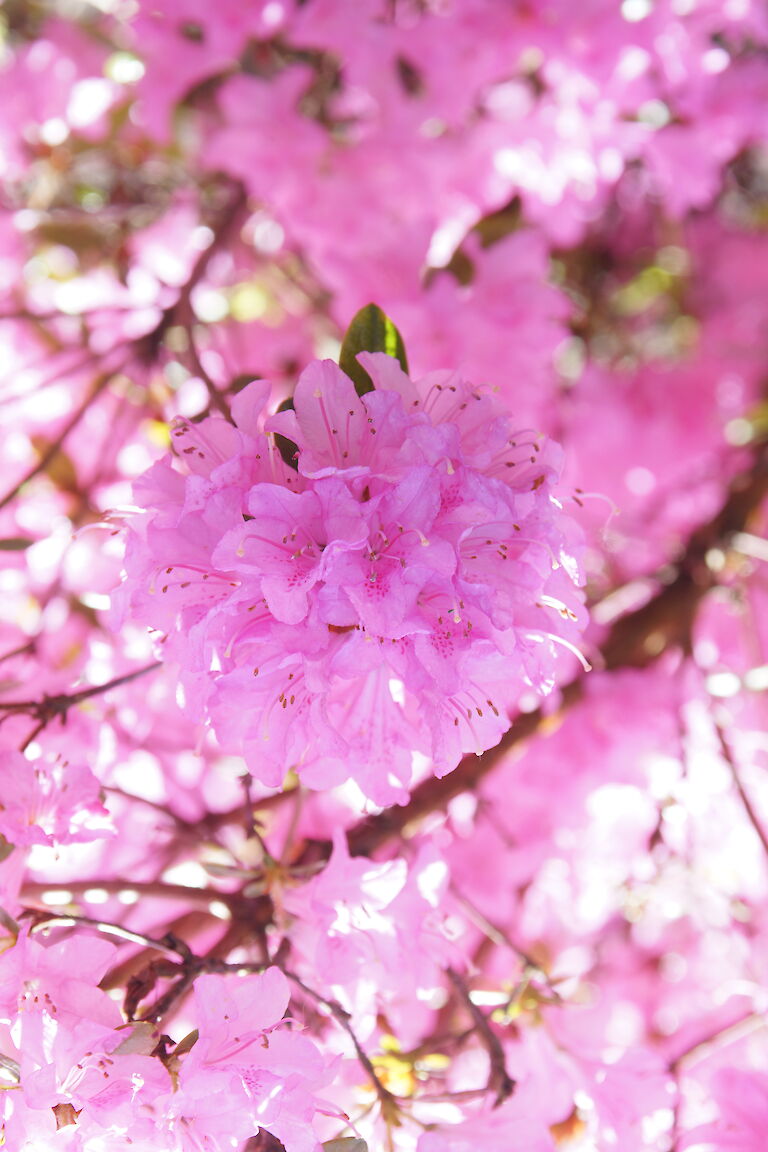 Rhododendron obtusum 'Martine'