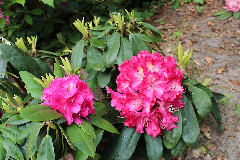 Rhododendron Berlinale und Katharina van Tol