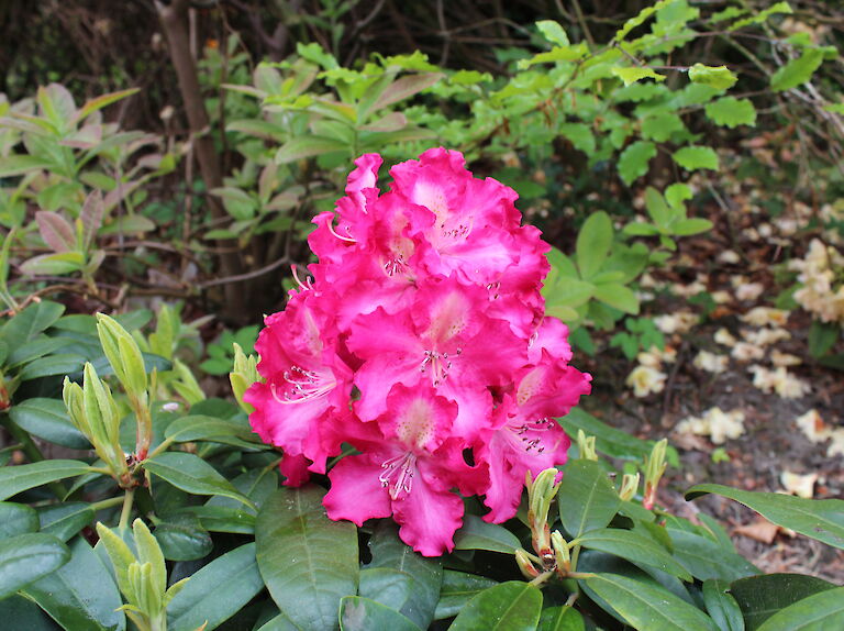 Rhododendron Berlinale