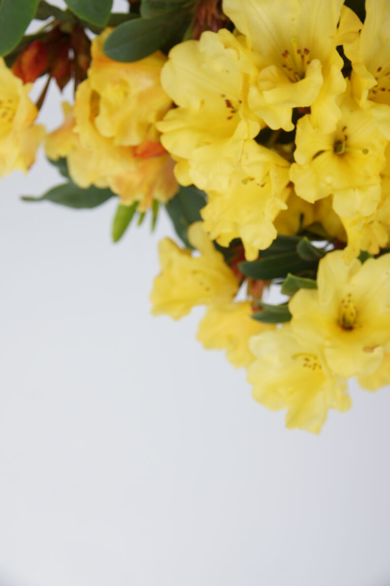 Rhododendron Golden Everest