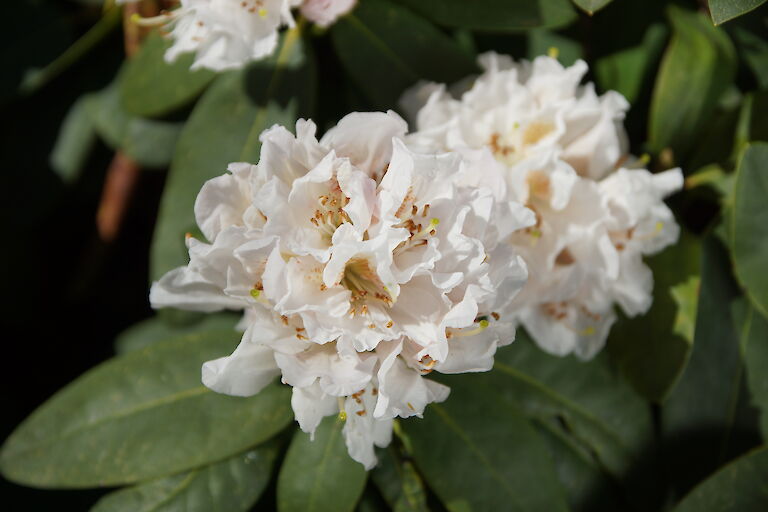 Rhododendron 'Cunodoxa'