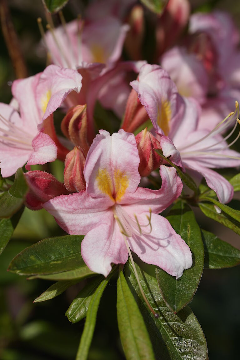 Rhododendron viscosum Juniduft