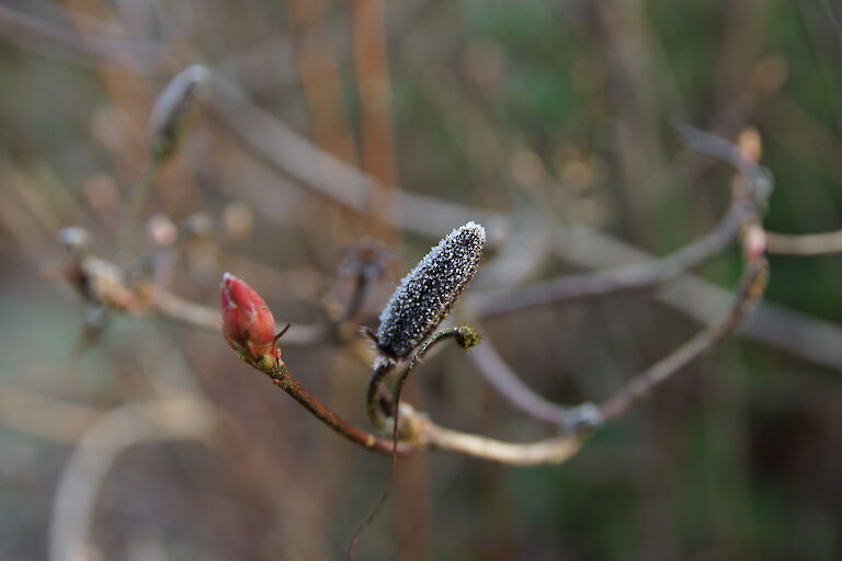 Rhododendron luteum Winter