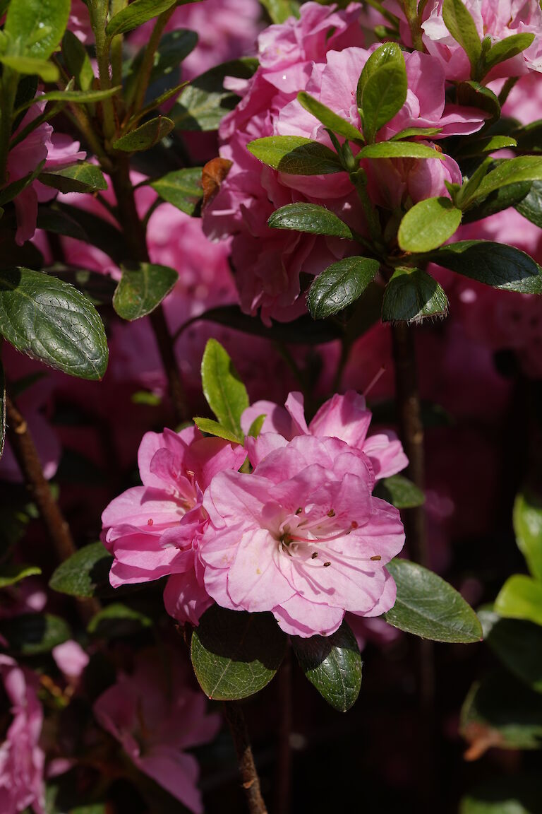 Rhododendron obtusum Rosinetta