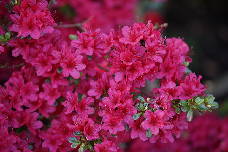 Rhododendron obtusum pink