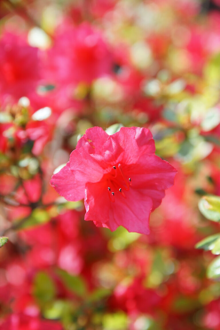 Rhododendron obtusum 'Campfire'