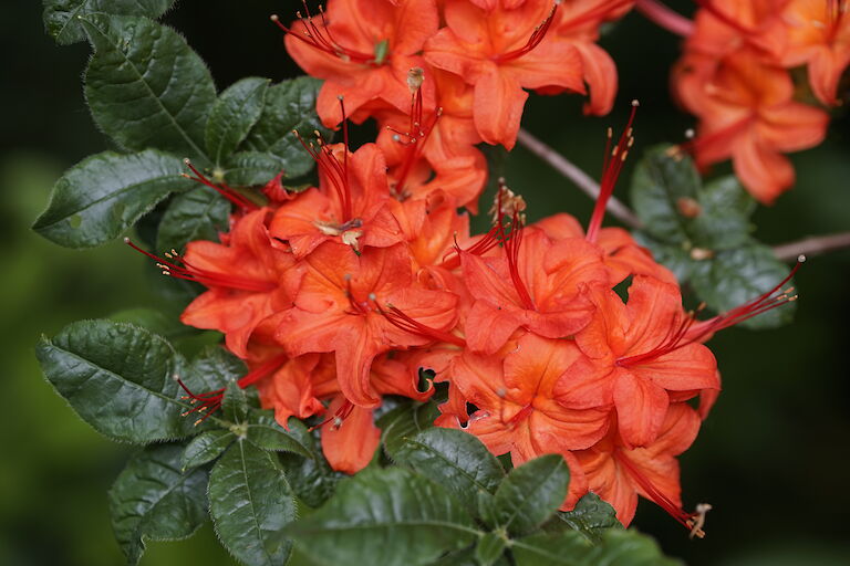 Rhododendron calendulaceum