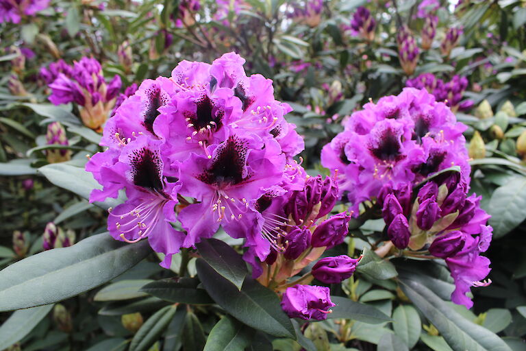 Rhododendron Hybr. 'Blaue Jungs'