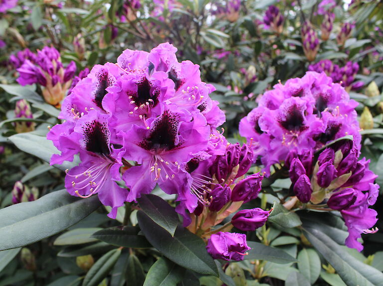 Rhododendron Hybr. 'Blaue Jungs'