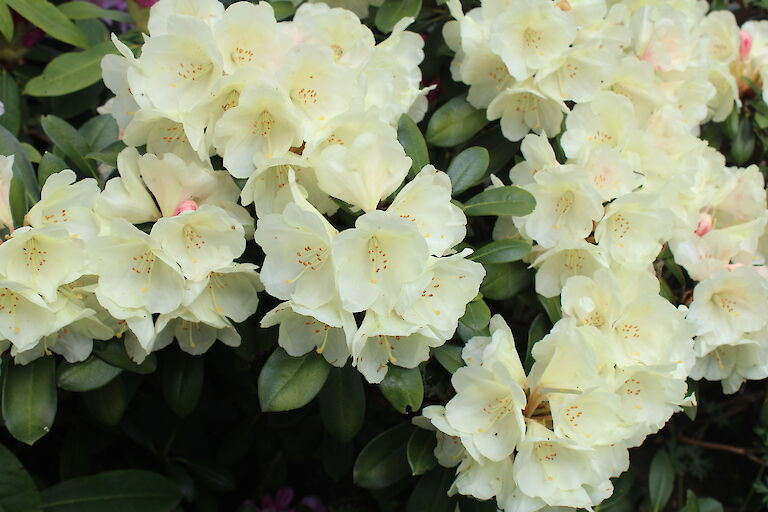 Rhododendron yak. 'Stromy'