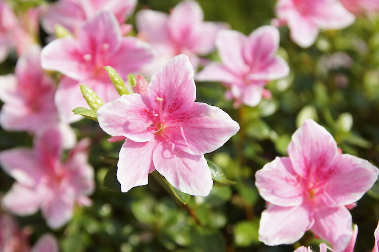 Rhododendron obtusum rosa