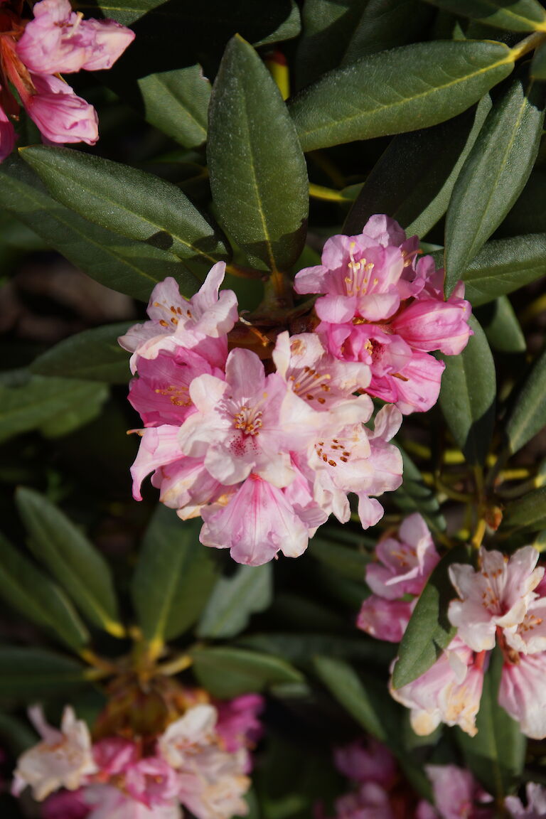 Rhododendron degronianum