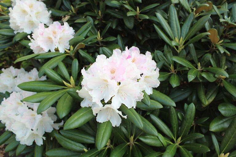 Rhododendron Silverbud