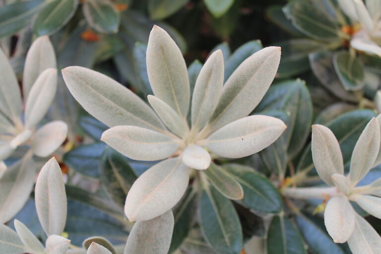 Rhododendron yakushimanum Blatt