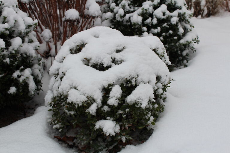 Rhododendron micranthum 'Bloombux' Winter