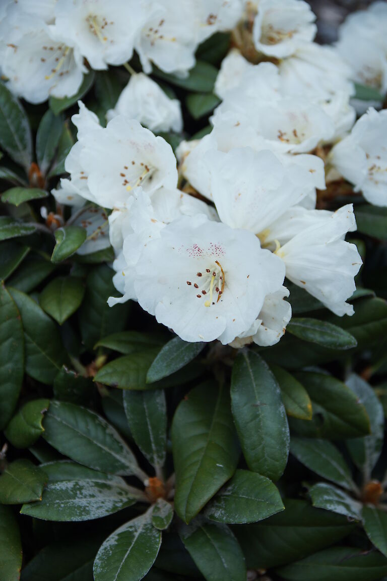 Rhododendron bureavii 'Chocolate Dane'