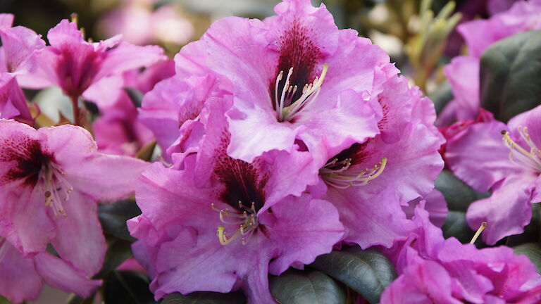 Rhododendron Ornament