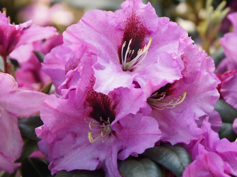 Rhododendron Ornament