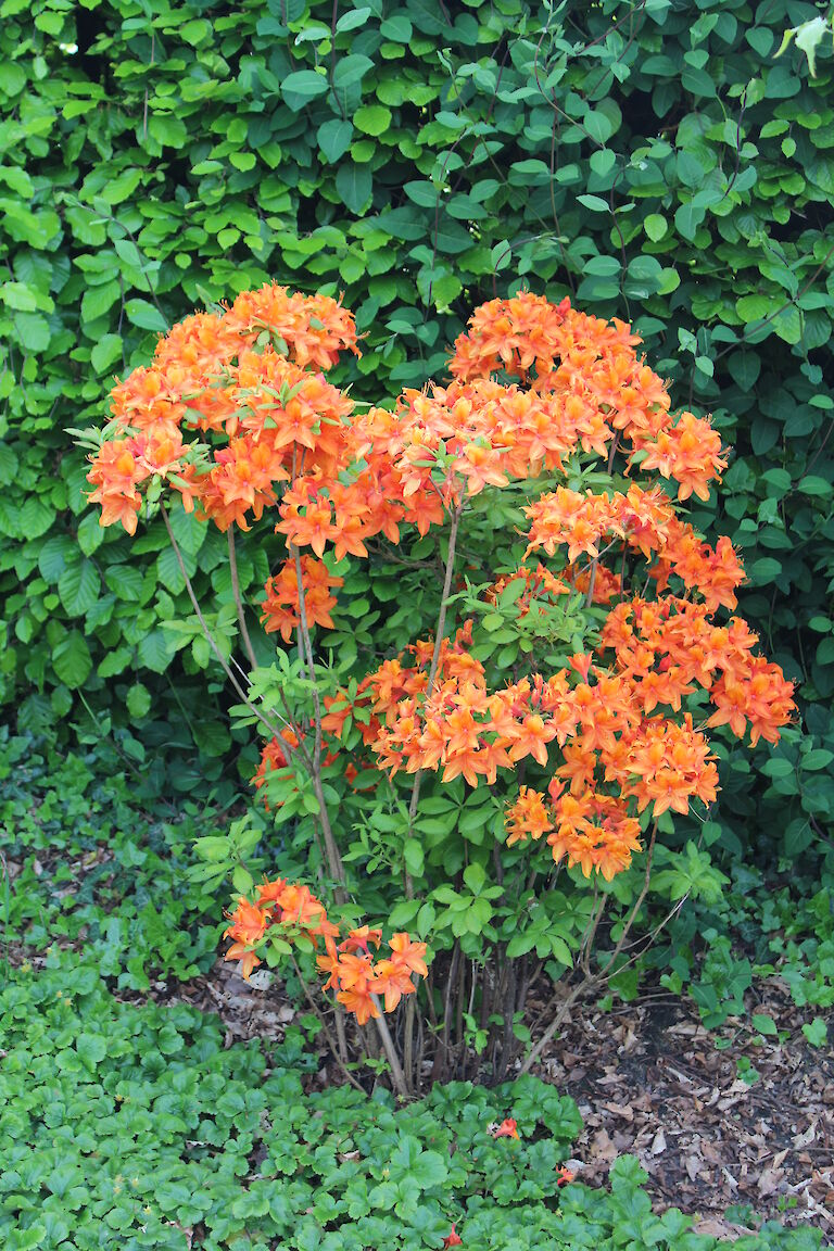 Rhododendron luteum