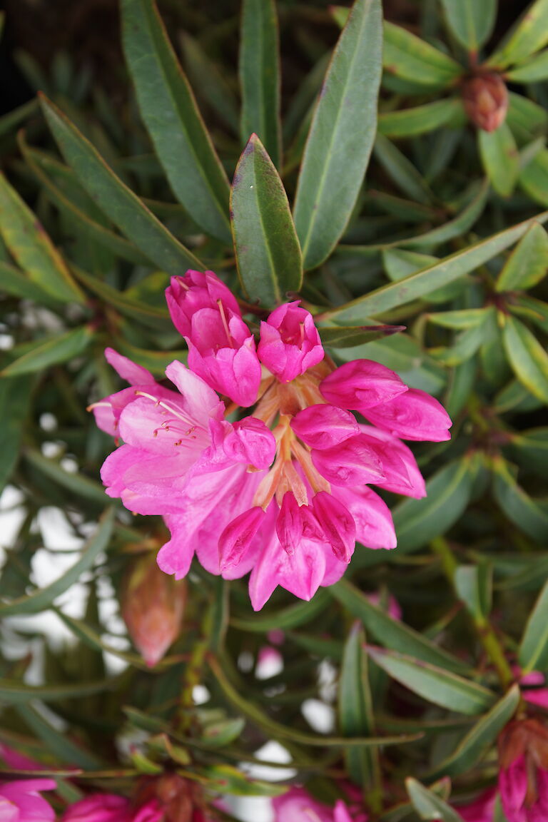 Rhododendron Graziella