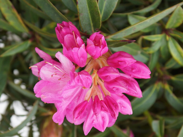 Rhododendron Graziella