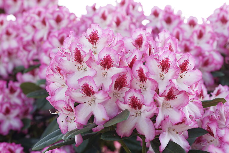 Rhododendron Hachmanns Charmant