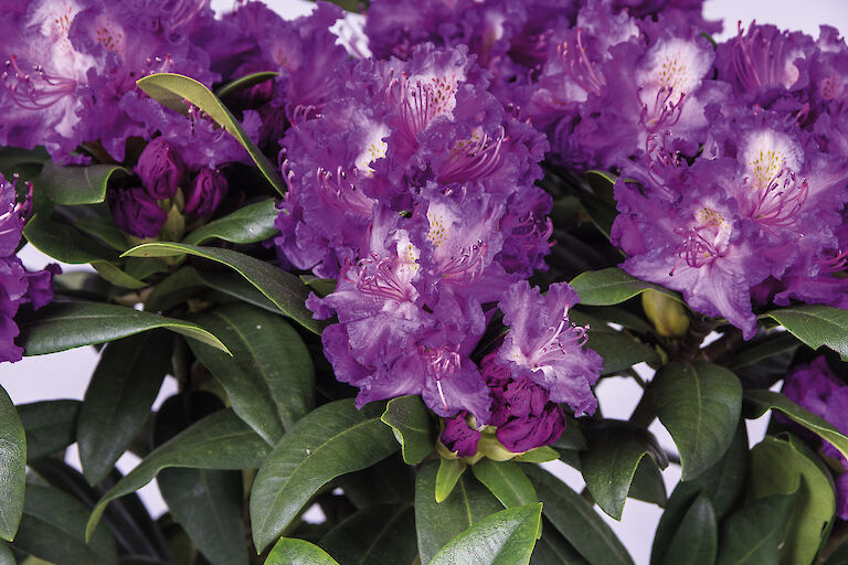 Rhododendron 'Alfred'