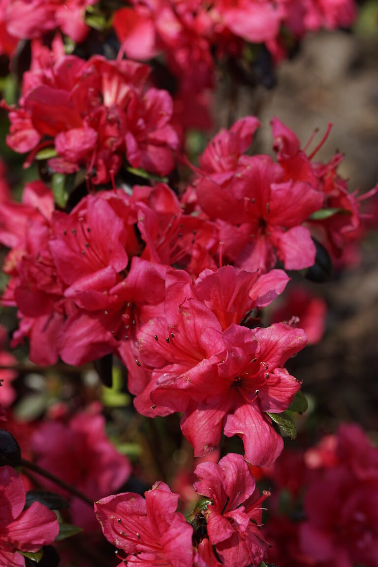 Rhododendron obtusum Maruschka