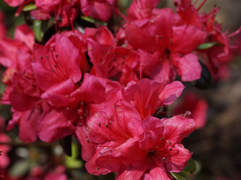 Rhododendron obtusum Maruschka