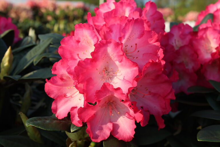 Rhododendron Fantastica