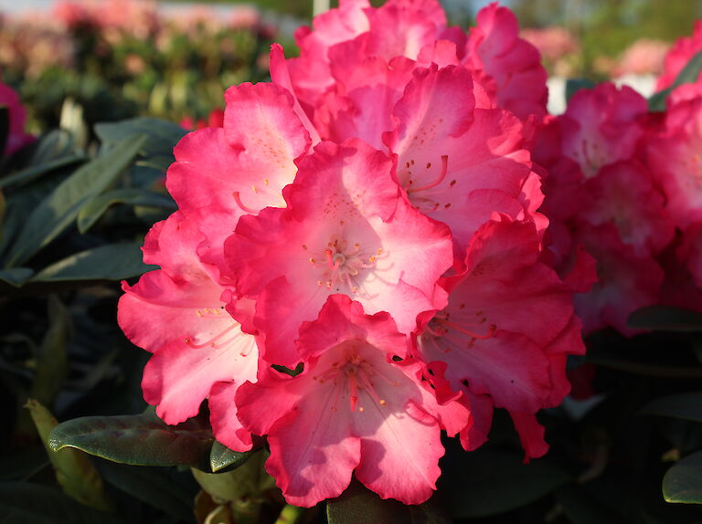 Rhododendron Fantastica