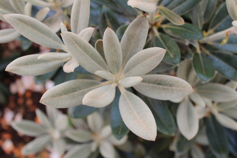 Rhododendron yakushimanum Blatt