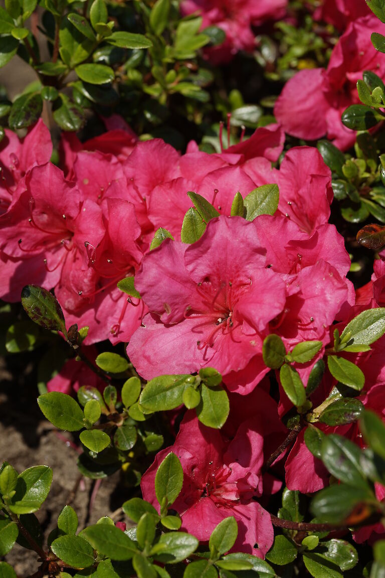 Rhododendron obtusum Purpurkissen