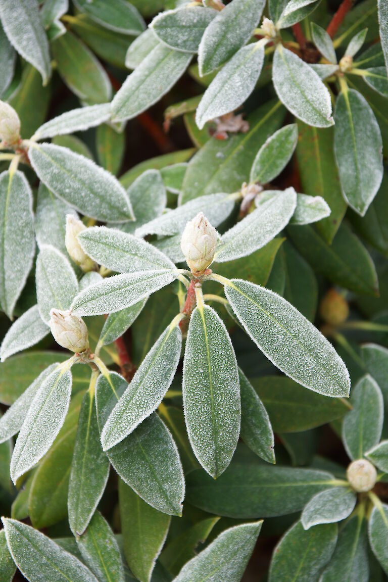 Rhododendron Winter