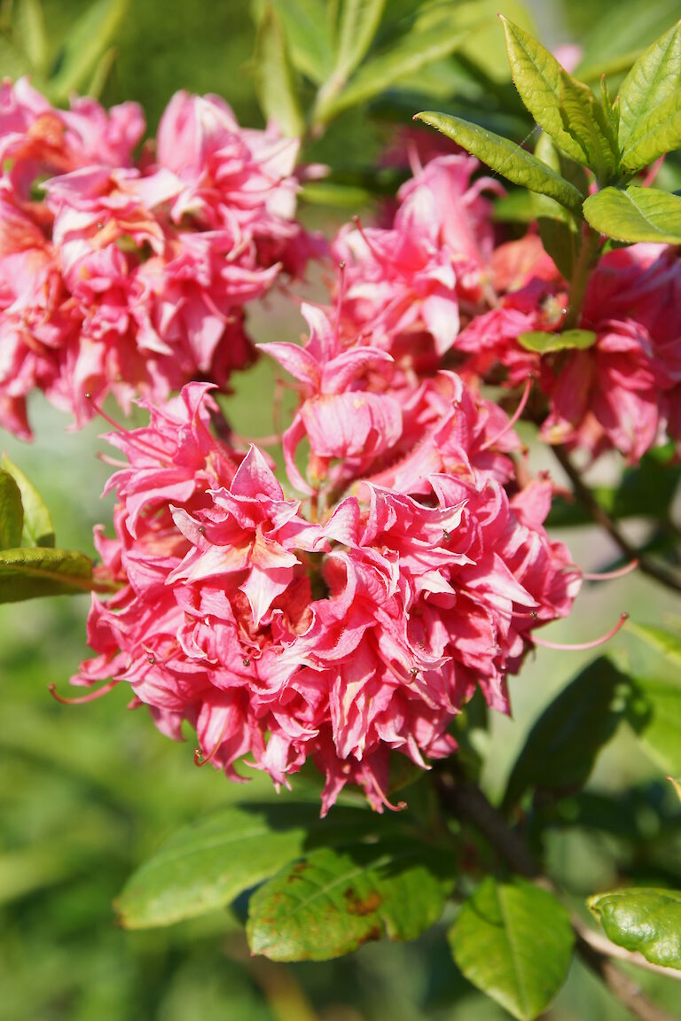 Rhododendron Knap Hill-Hybride 'Homebush'